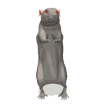 RATS :RATS